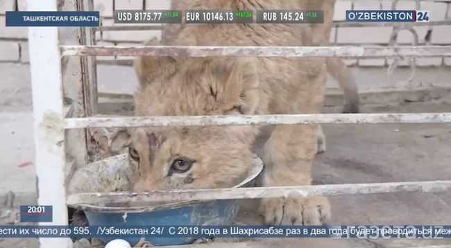 Женщина из Узбекистана у себя дома убивала льва (Видео)