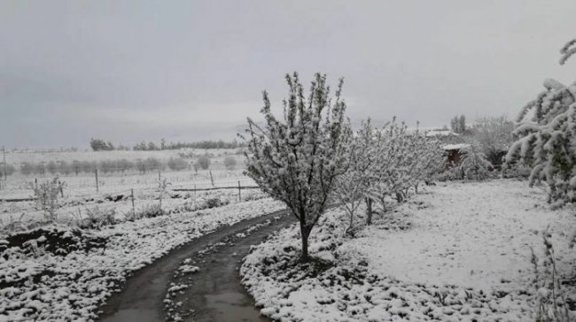 В Узбекистане пошел снег (фото)