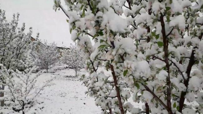 В Узбекистане пошел снег (фото)