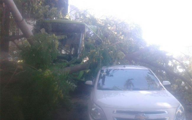 11 пострадавших. В Ташкенте пассажирский автобус врезался в дерево (видео)