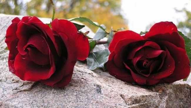 Редакция UPL соболезнует Рамзиддину Абдусаторову