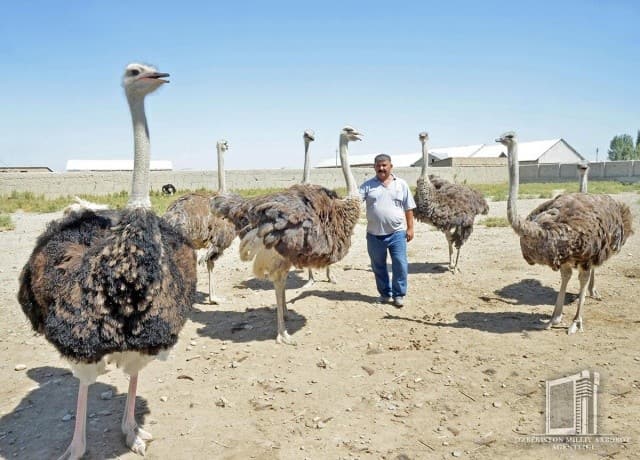 Предприниматель из Самарканда разводит у себя дома африканских страусов
