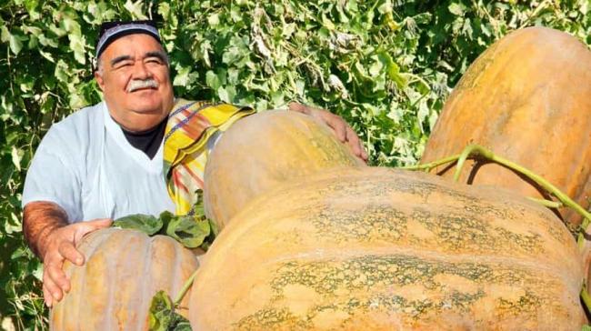 В Узбекистане вырастили тыкву весом в 45 килограмм