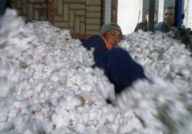 Фермеры подложили человека в хлопок, чтобы сдать план по весу