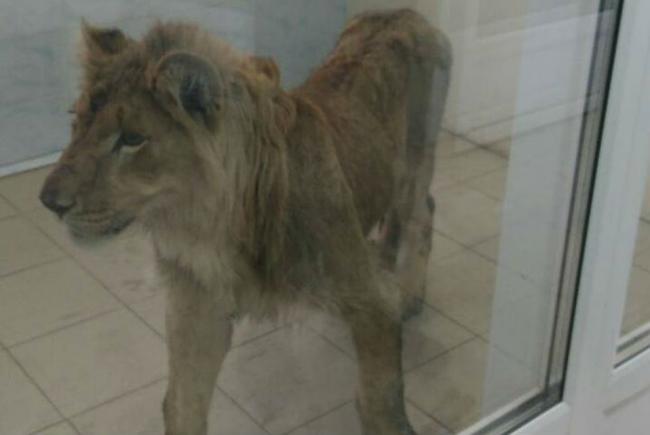 Гражданин Узбекистана выиграл льва в карты и оставил его у себя дома голодать