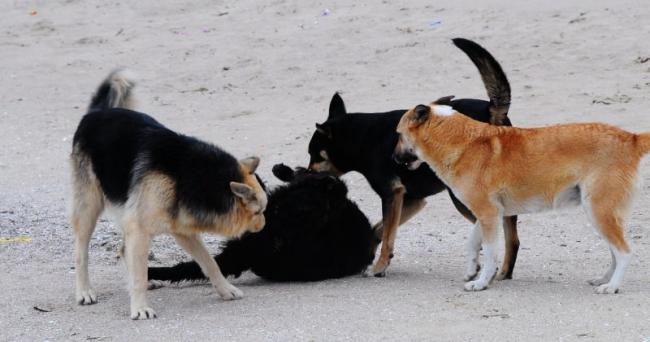 Стало известно, о нападении шакалов и бродячих собак на домашний скот в Самаркандской области