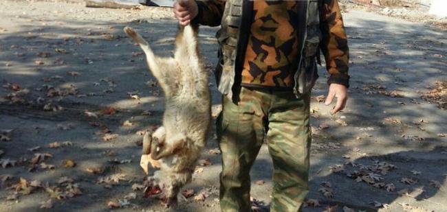 Стало известно, какой хищник нападал на домашний скот в Самаркандской области