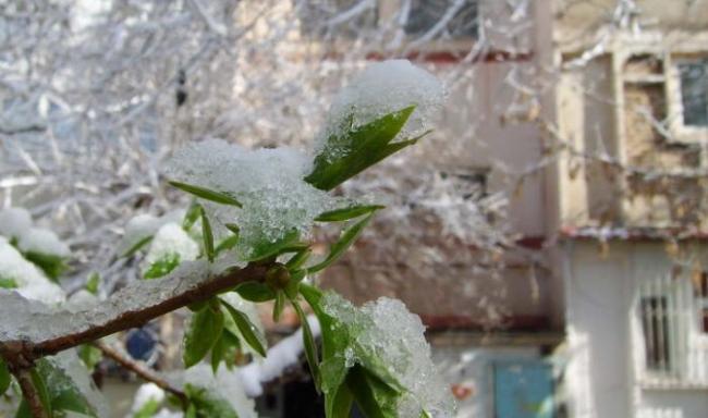 22 декабря в Ташкенте ожидается снег