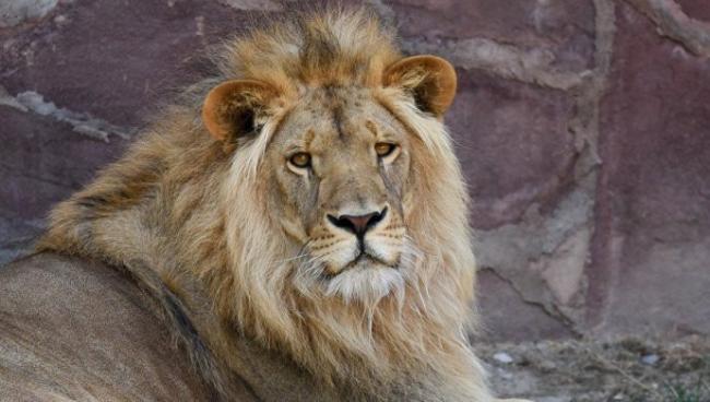 В зоопарке Андижана лев растерзал мужчину