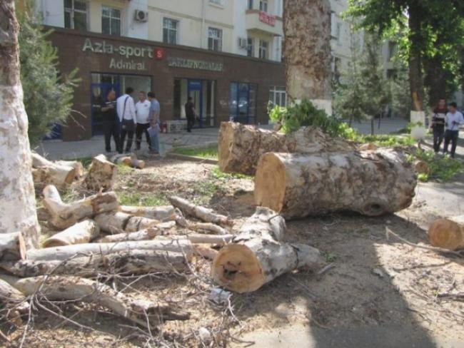 В Ташкентской области незаконно вырубили 200 деревьев