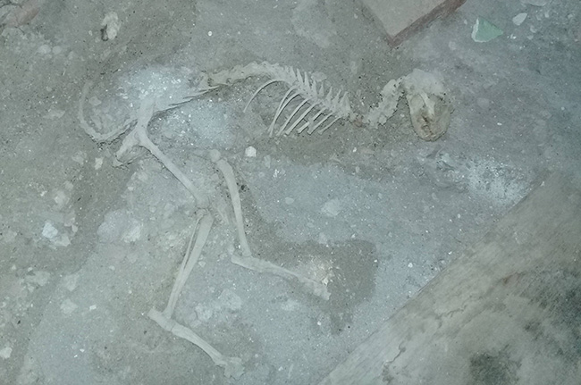 В Фергане предположительно найдены останки динозавра
