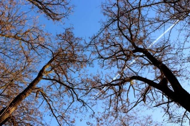 После непродолжительных холодов в Узбекистане ожидается потепление