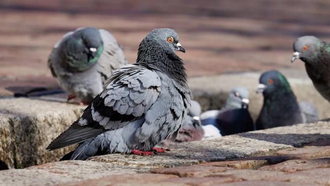Узбекистанец зарезал жителя Алматинской области из-за голубей