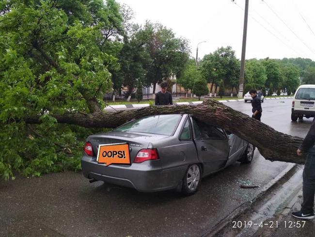 Фото: Последствия сильного ветра и дождя в Ташкенте