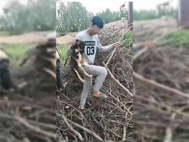 В Ташкенте наказаны подростки, которые жестоко обошлись с животными