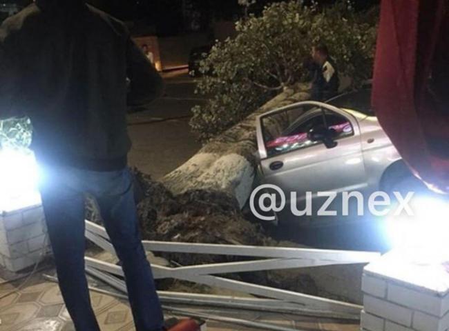 Видео: В Ташкенте из-за сильного ветра дерево упало на автомобиль