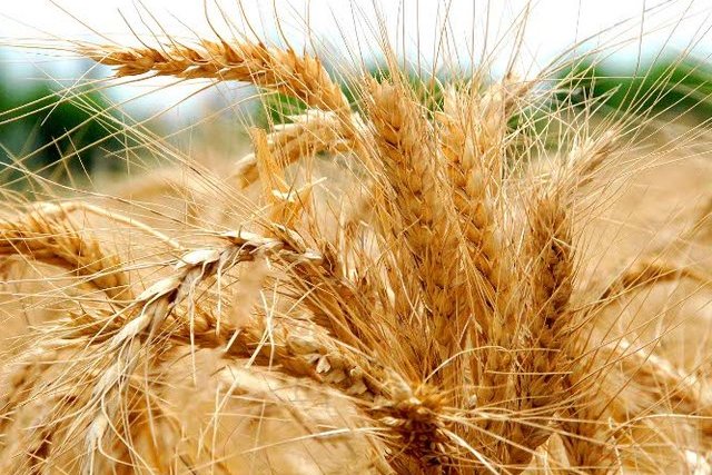 Узбекистан стал крупнейшим покупателем казахстанской пшеницы
