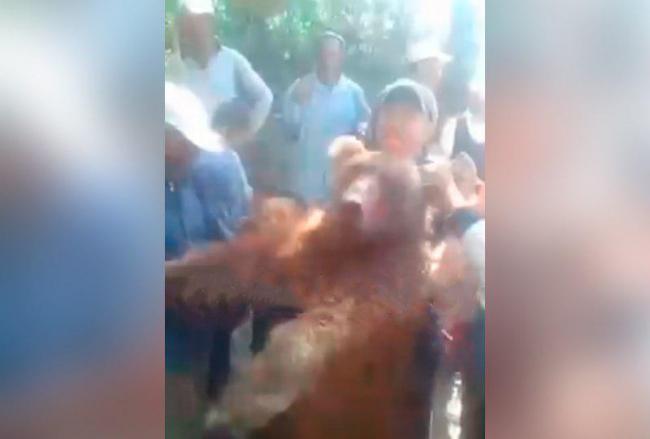 Видео: В Кашкадарьинской области группа людей убили медведя