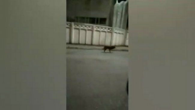 Видео: В Ташкенте сотрудники МЧС пристрелили заблудившегося волка