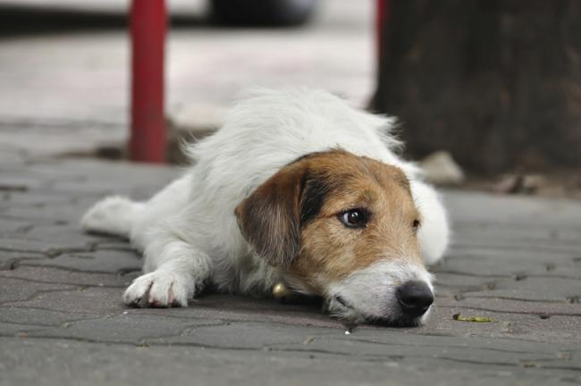 В Самарканде массово отравили собак