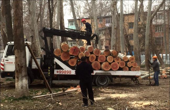 В Ташкенте в текущем году вырубили 5350 деревьев
