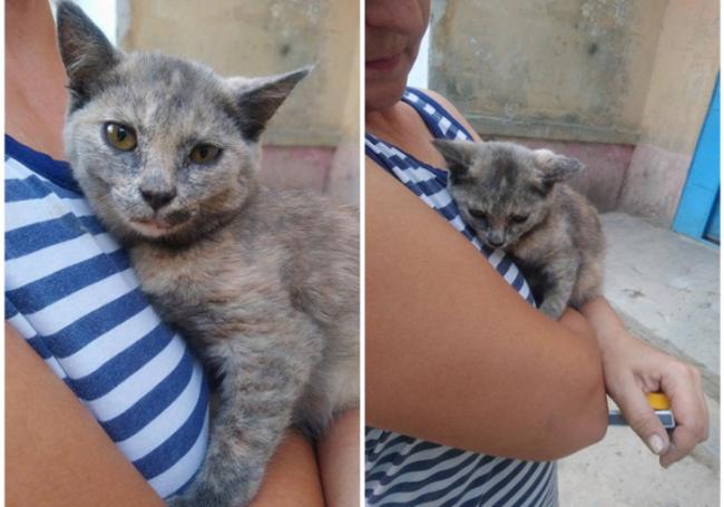 В Ташкенте две девушки спасли котенка от ненавистника животных