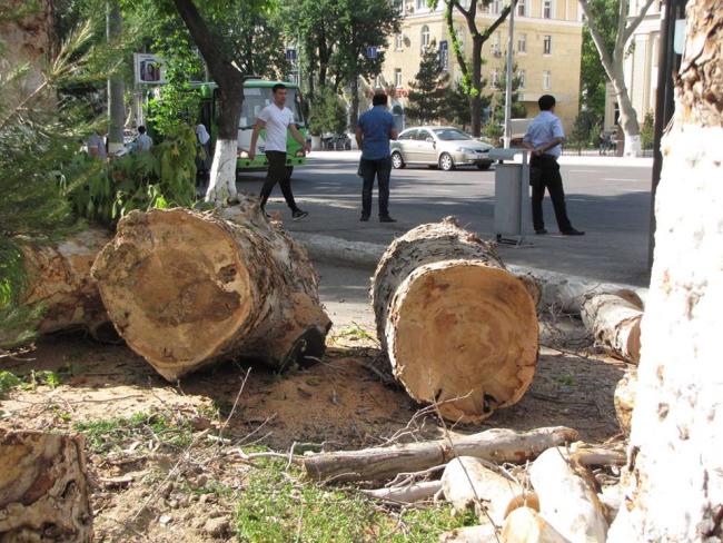 Чинара дерево фото в узбекистане