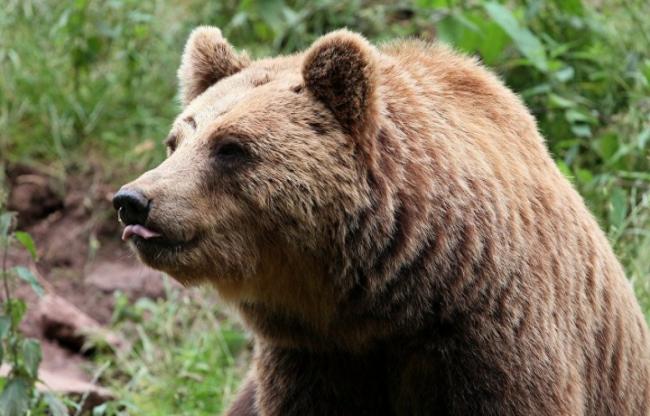 В Намангане жители убили медведя, который занесен в красную книгу