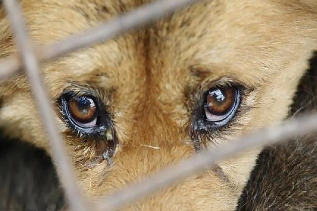 «Они выкалывают глаза и ломают лапки», — в Ферганской области подростки жестоко издеваются над кошками и собаками