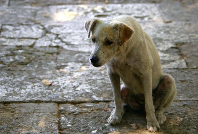 В Ташкенте юноша заживо сжег собаку