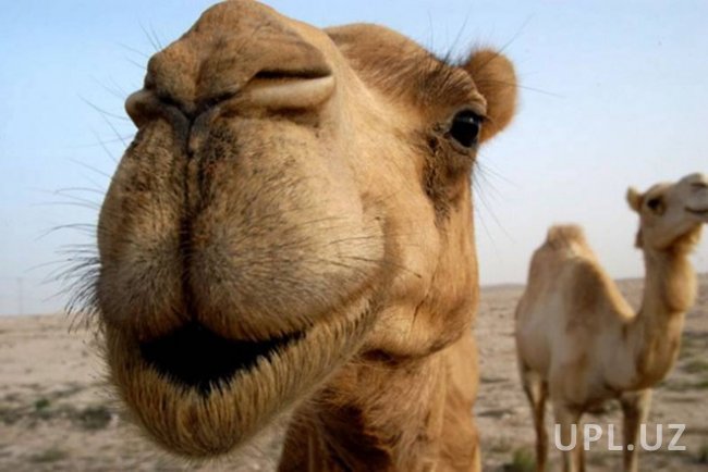 Узбекистан будет импортировать арабских верблюдов