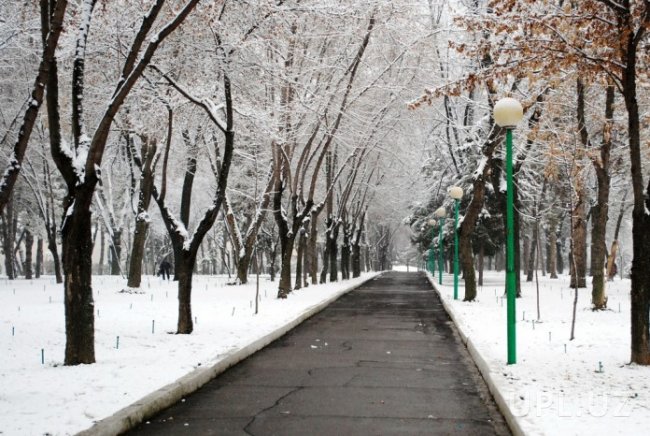 С 21 ноября на территории Узбекистана ожидается резкое понижение температуры