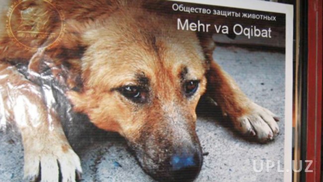 За информацию о живодере общество защиты животных пообещало выплатить 2 млн