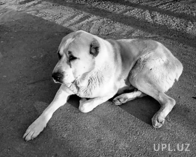 В Самарканде наказали двух живодёров, убивших собаку