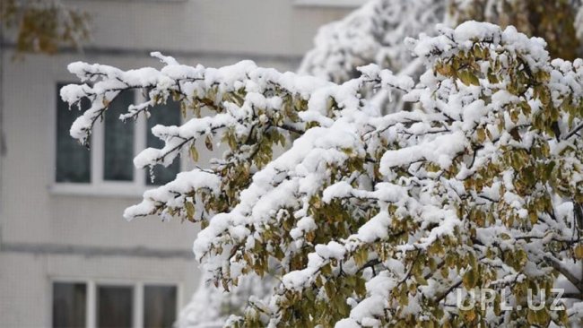 В Узбекистане вновь ожидается снег