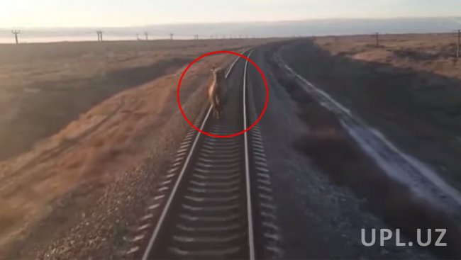 Видео: Верблюд задержал поезд Ташкент – Москва