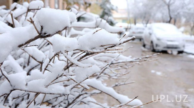 12 февраля в некоторых областях Узбекистана ожидается снег