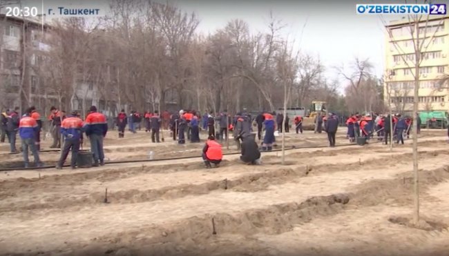 В Яккасарайском районе наказали ответственных лиц за вырубку деревьев