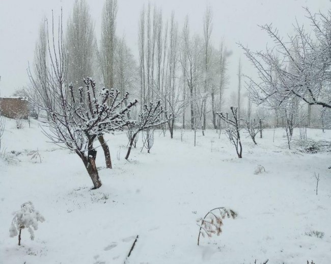В одном из районов Кашкадарьинской области выпал снег