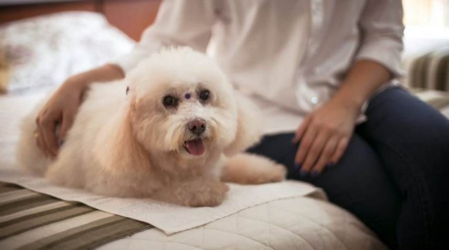 В ГУВД опровергли информацию о запрете на выгул собак