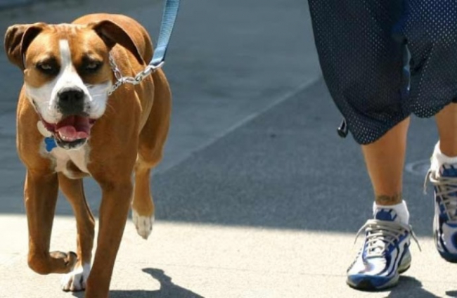 Выгуливать собак теперь разрешено не чаще одного раза в день
