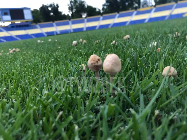 На стадионе футбольного клуба Пахтакор выросли грибы