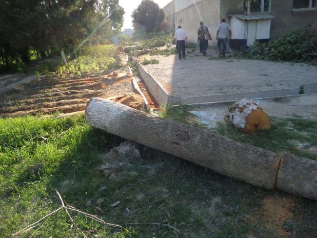 В Самаркандской области директора школы обвинили в вырубке и продаже деревьев