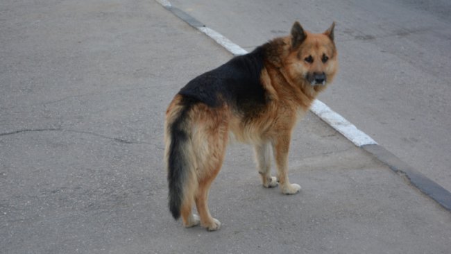 В Ташкентской области сотрудник службы отлова отстреливал собак на глазах у детей