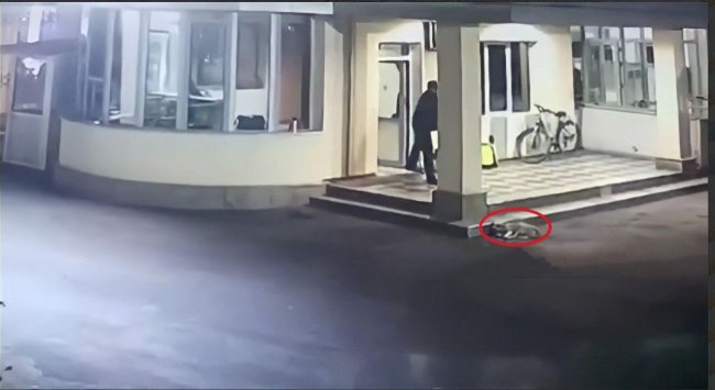 Видео: В Ташкенте охранник намеренно вылил на спящую собаку кипяток