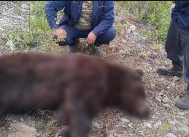 В Ташкентской области убили медведя, который бродил по улицам