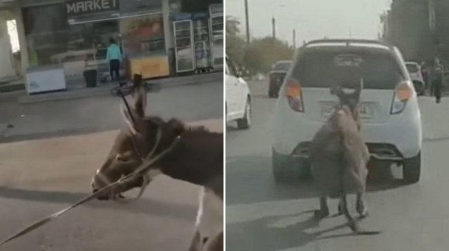 Видео: В Ташкенте будет наказан мужчина, который протащил осла за своим авто по проезжей части