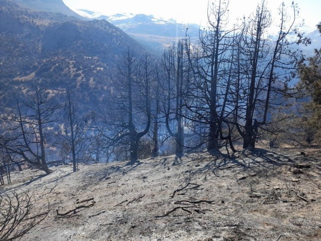 В Кашкадарьинской области произошел пожар в лесном хозяйстве