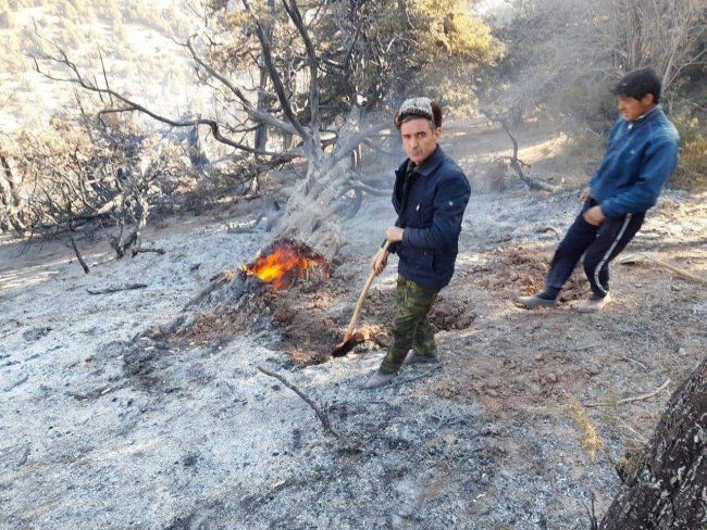 В Кашкадарьинской области произошел пожар в лесном хозяйстве