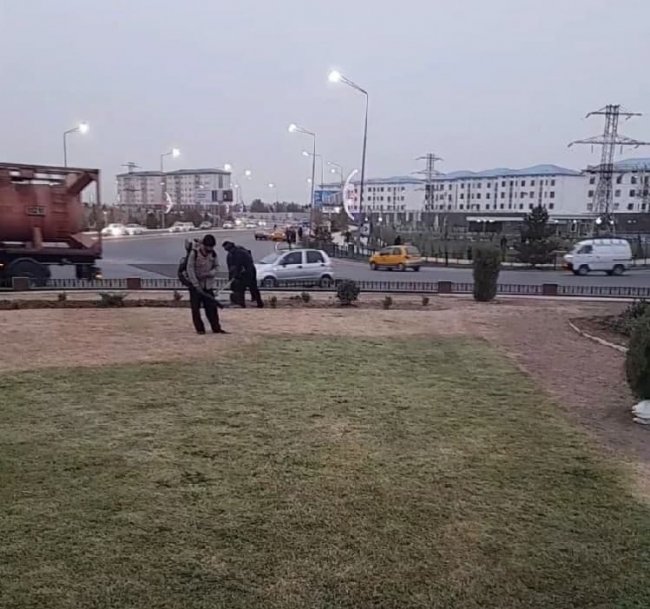 Видео: В Кашкадарьинской области к приезду Президента покрасили засохшие газоны